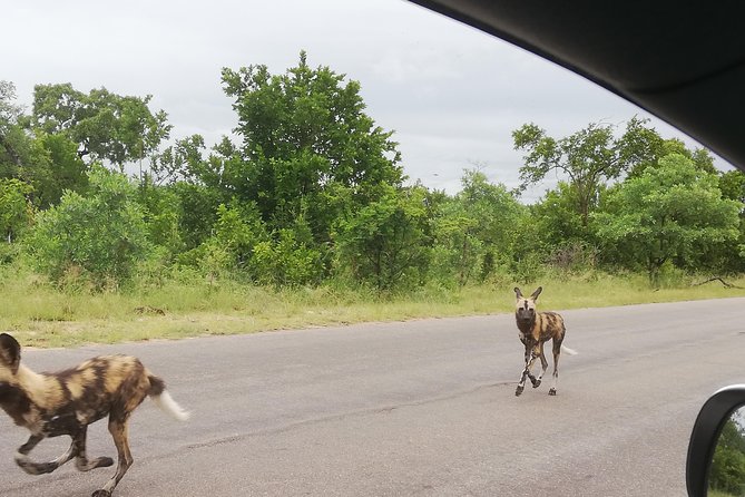 Pilanesberg Full Day Safari Private - Frequently Asked Questions
