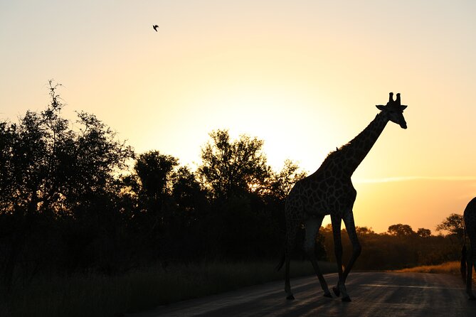 Pilanesberg National Park Safari, BIG 5 Full Day - Frequently Asked Questions