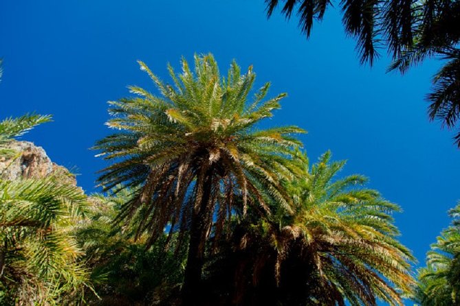 Preveli Palm Beach From Rethimno - Reviews and Traveler Experiences