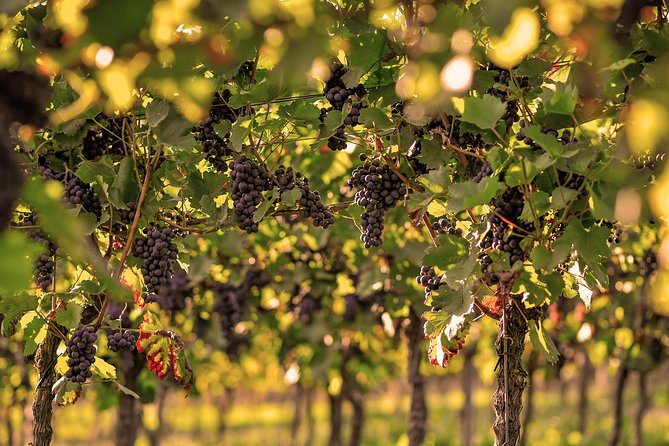 Private: Outdoor Escape Game Tuniberg: Eduardo & the Wine Secret - Sum Up