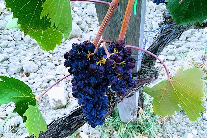 PRIVATE TOUR: Savor Exquisite Wines: Brunello & Nobile Wine Tour - Culinary Delights of Tuscany