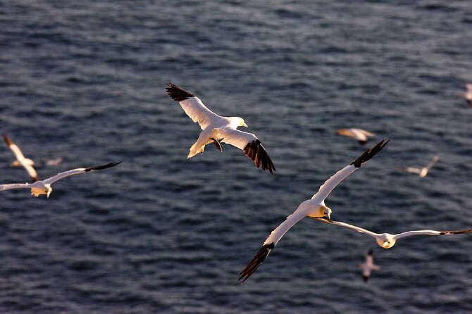Puffin & Whale Boat Tour - Frequently Asked Questions