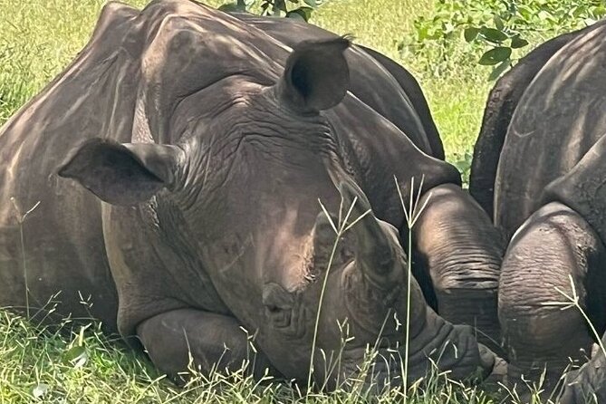 Rhino Walking Safari - Traveler Feedback and Recommendations