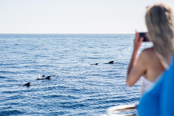 Royal Delfin 3H Dolphin & Whale Watching! Swimming & Lunch! - Scenic Highlights and Exploration
