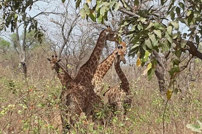 Safari Game Park - Frequently Asked Questions