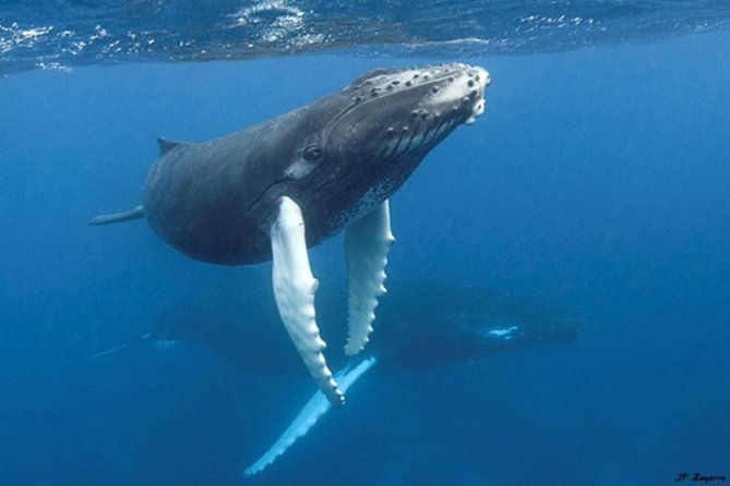 Samana Tours (With Whales) Full Day Excursion! All Inclusive Tour! - Frequently Asked Questions
