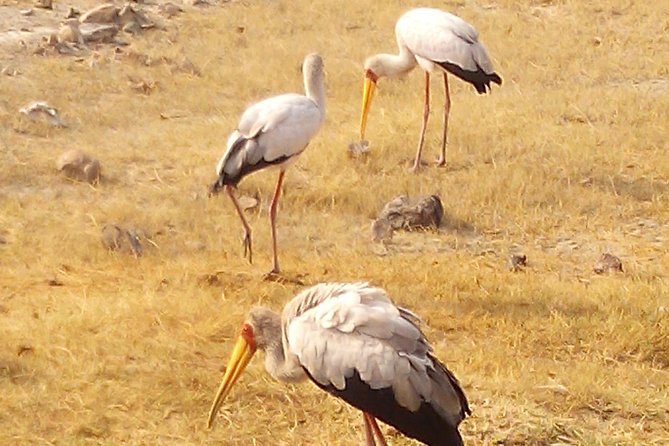 Serengeti National Park 7 Days Safaris Camping - Tips for a Successful Trip
