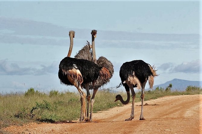 Shore Excursion Cruise Ships Port Elizabeth, Addo Elephant Park - Meeting Point and Review Highlights