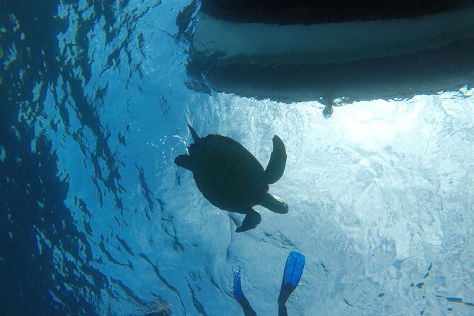 Snorkeling Excursion in the Rayas and Turtles Zone - Additional Considerations