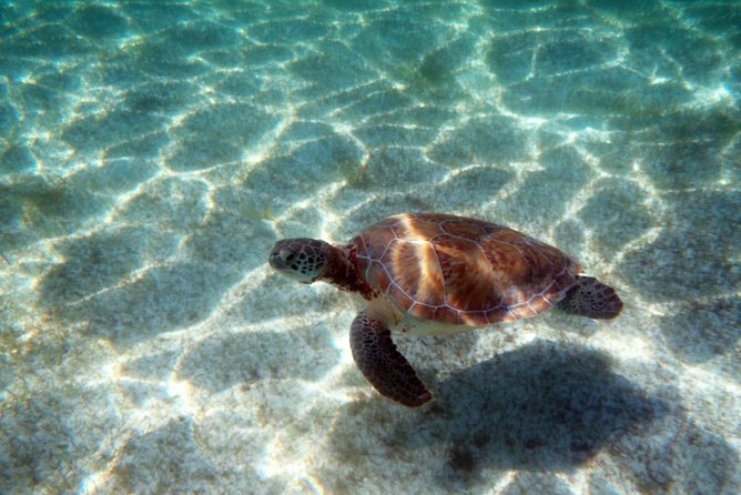 Snorkeling With Caribbean Fish and Private Cenote Exploration - Contact for More Information