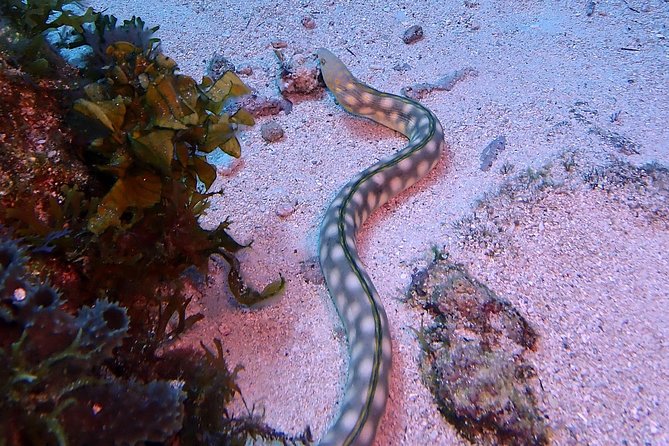 Special!! 2 Tank Wreck & Drift Reef Dives - Additional Information