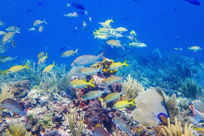 SPECIAL! Snorkel at MUSA - The Underwater Museum Reservation - Preparing for the Experience