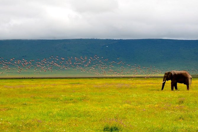 Tanzania 4 Days 3 Nights Budget Camping Safari to Serengeti and Ngorongoro - Booking and Cancellation Policy