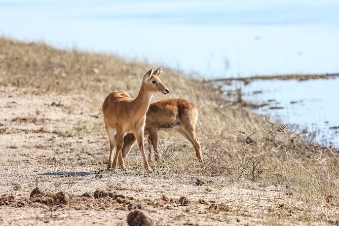 The Mosi Oa Tunya National Park Game Drive - Guest Reviews and Experiences