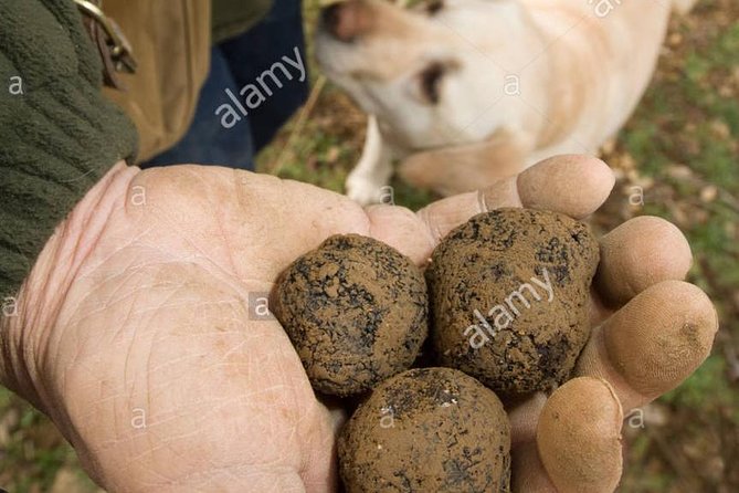 Truffle Hunting With Wine Tasting in Chianti - Traveler Reviews and Ratings