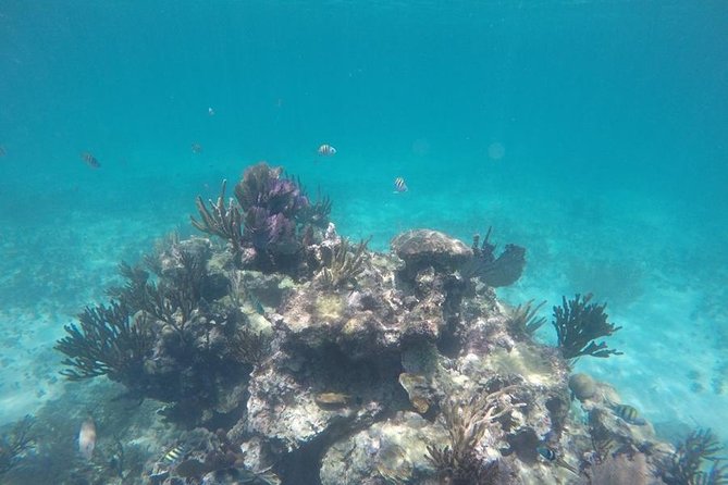 Tulum Ruins Swim With Turtles in Akumal and Cenote - Frequently Asked Questions
