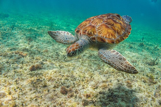 Tulum, Snorkeling With Sea Turtles, Cenote and Beachside Lunch - Cost Comparison