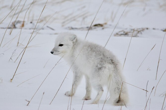 Tundra Buggy Autumn Day Tours - Accessibility and Accommodations