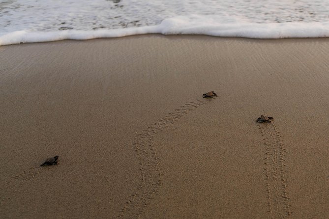 Unique Turtle Sanctuary & Sunset Experience - Frequently Asked Questions