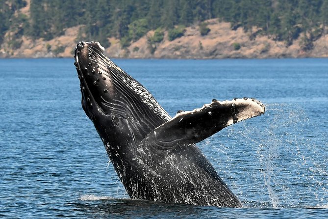 Victoria Whale and Wildlife Cruise - Booking Information