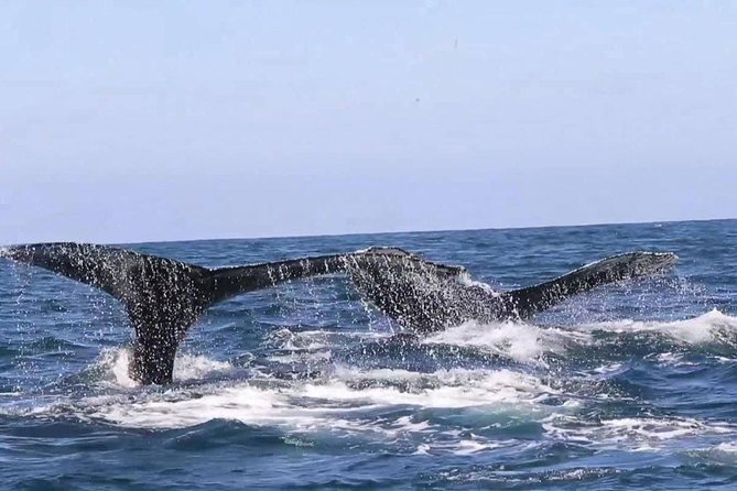 Whale & Dolphin Watching Cruise in Puerto Vallarta All Inclusive - Safety and Accessibility Concerns