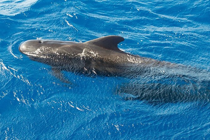 Whale & Dolphin Watching in Tenerife (Puerto Colon) On a Large Catamaran - Swimming in the Bay