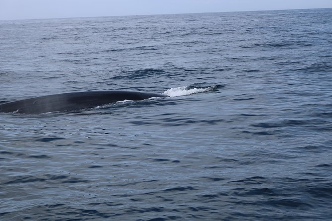 Whale Watching and Jeep Tour - Booking and Cancellation