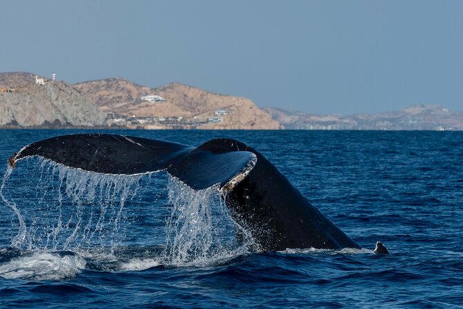 Whale Watching by Zodiac in Cabo San Lucas With Photos Included - Getting the Best Value