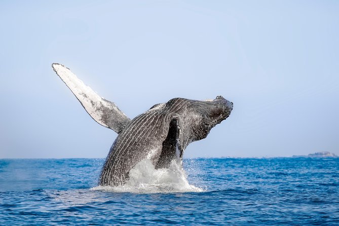 Whale Watching Experience - Key Highlights