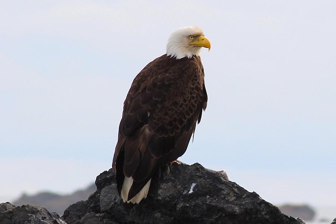 Whale Watching & Sightseeing Tour in Ucluelet, Vancouver Island - Enthusiastic Family-Run Tour