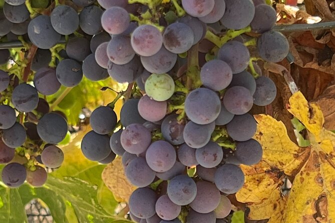 Wine Tour Pros - Wine Tour in Napa Valley: SUV For Up To 6 Guests - Booking Your Napa Valley Tour