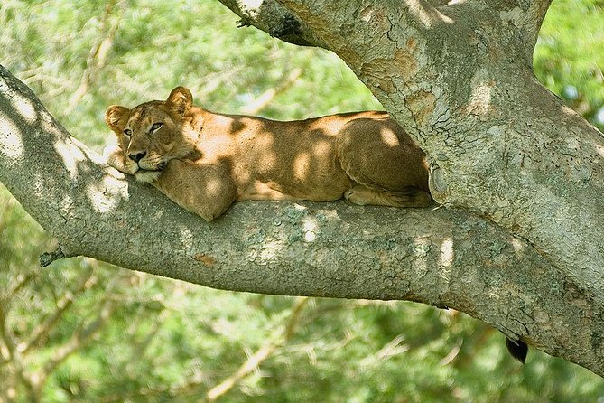 9 Best of Uganda Gorilla and Wildlife Safari - Good To Know