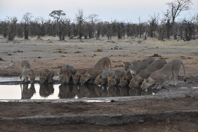 9 Day Best Of Northern Botswana & Victoria Falls - Mix of WildCamping & Lodges - Good To Know