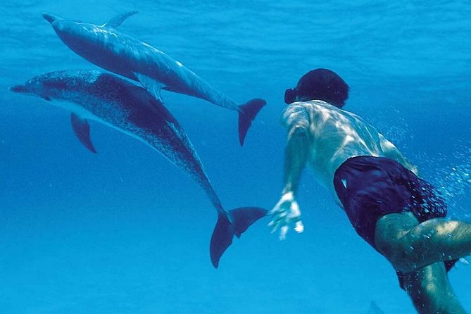 A Half Day Private Dolphins And Snorkeling Tour To Mnemba Island - Good To Know