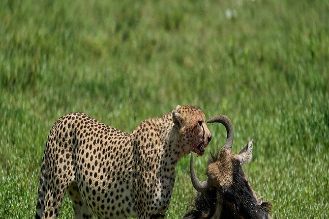 A Top-best 1-Day Trip to Ngorongoro Crater : Group Sharing - Key Points