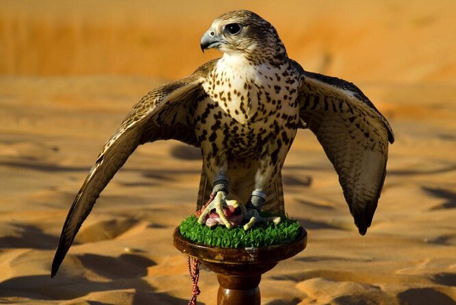 Abu Dhabi Falcon Hospital Tour - Good To Know
