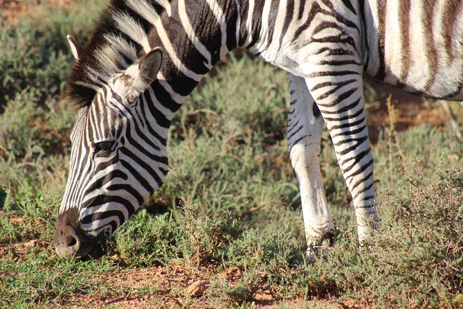 Addo Elephant Park Multi-Day Photo Safari - Exploring Addo Elephant Park