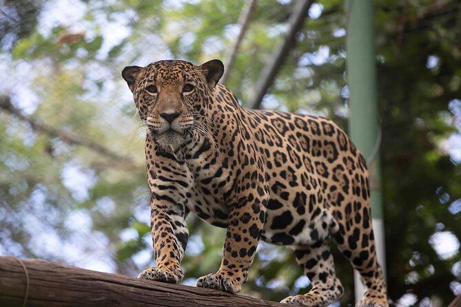 Admission Ticket to Las Pumas Rescue Center - About Your Stay