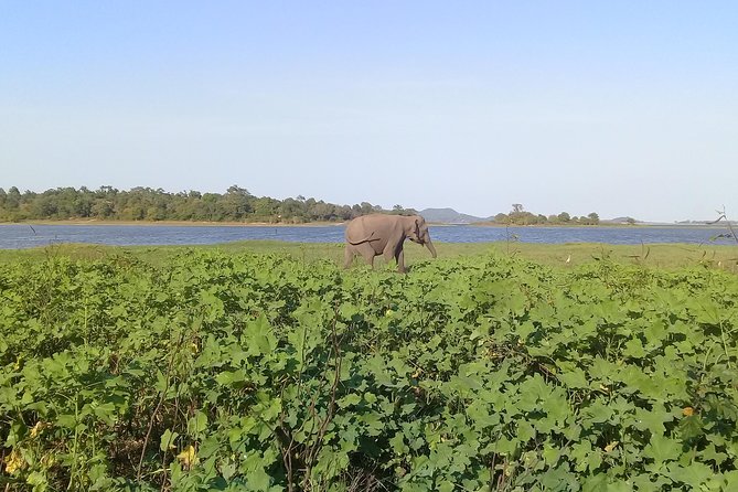Adventure Trincomalee to Sigiriya and Wild Safari ,Village Tour - Good To Know