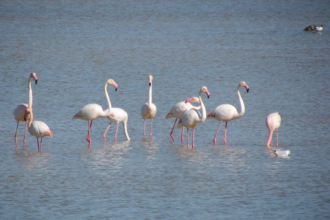 Afternoon Birdwatching at Lagoa Dos Salgados - Activity Overview