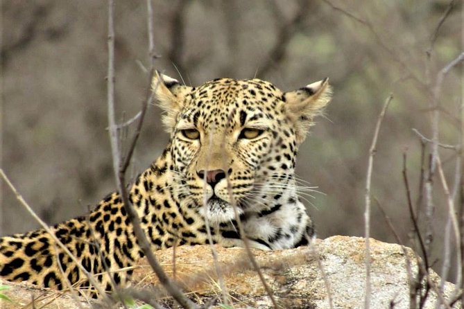 Afternoon Kruger National Park Safari - Good To Know