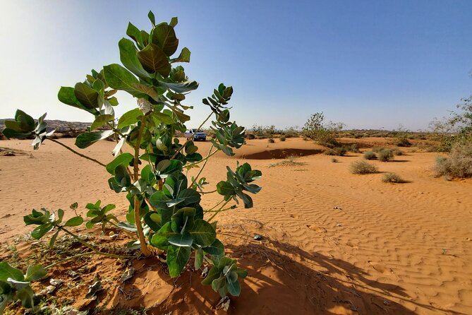 Agadir Jeep Safari Desert Day Trip Including Lunch - Overview of the Day Trip