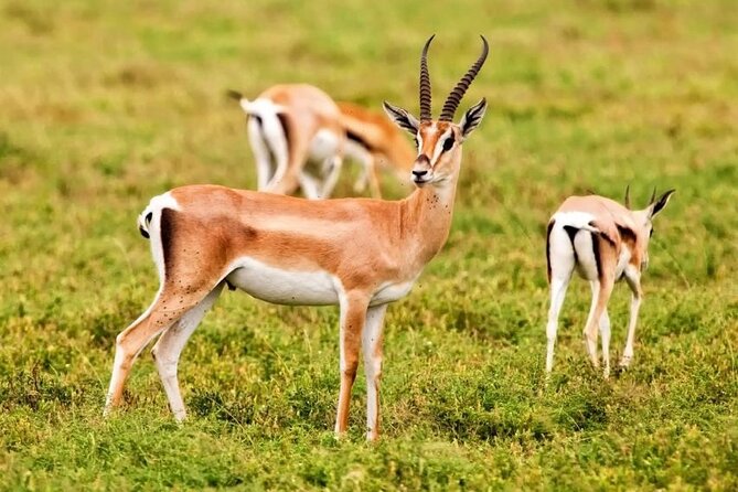 Agadir National Park & 4×4 Jeep Desert Safari Tour With Lunch - Good To Know