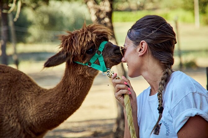 Alpaca Trek - Key Points