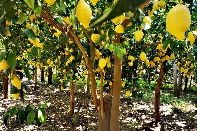 Amalfi Coast - Maiori: Path of Lemons, Tour With Tasting - Good To Know