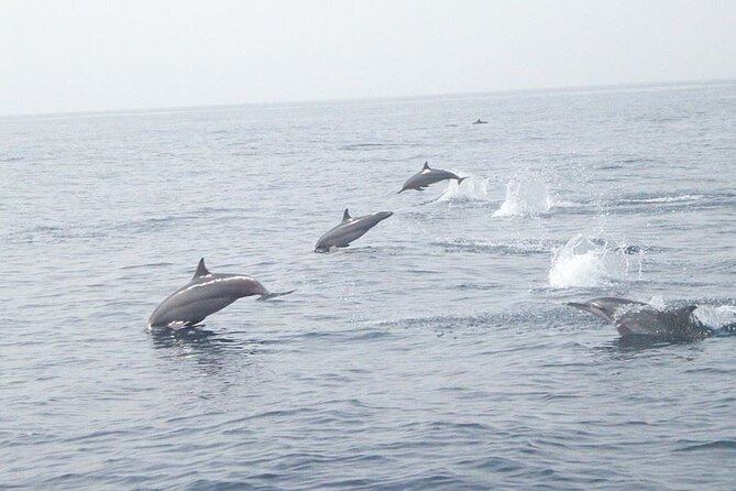 Amazing Dolphin Watching Tour In Muscat - Good To Know
