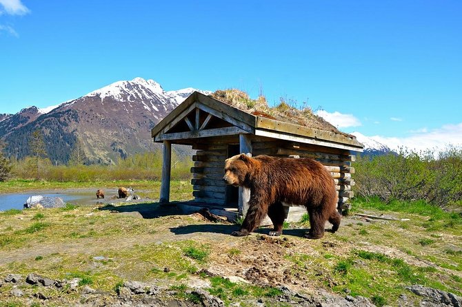 Anchorage to Whittier Cruise Transfer and Private Tour - Good To Know