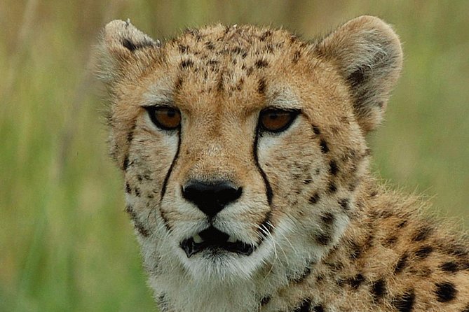 Ann Van Dyk Cheetah Centre Tour From Johannesburg or Pretoria - Good To Know