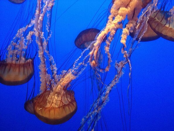 Aquarium of the Bay VIP Experience - Good To Know