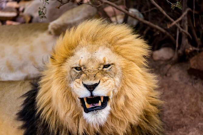 Aquila Game Reserve Safari With Park Fees, Transport & Lunch - Good To Know